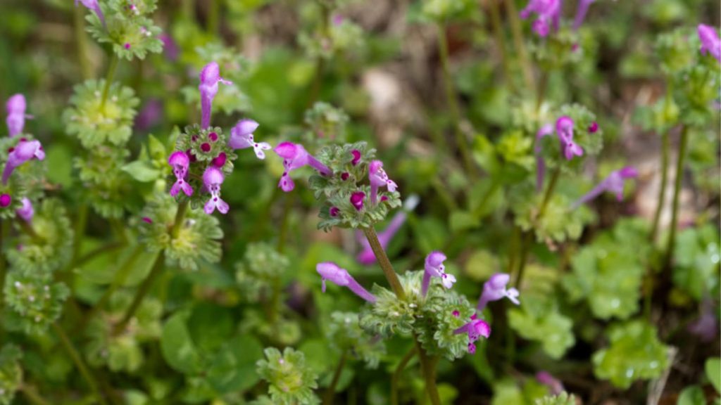 Henbit Weed Close Up Purple