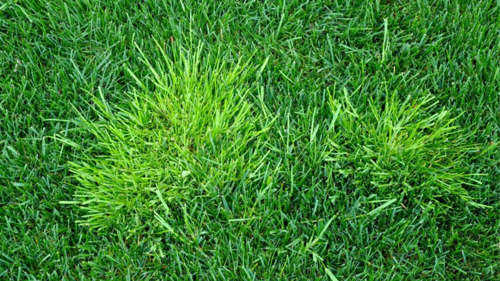 Poa annua weed close up