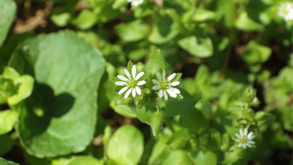 Common Chickweed Close Up