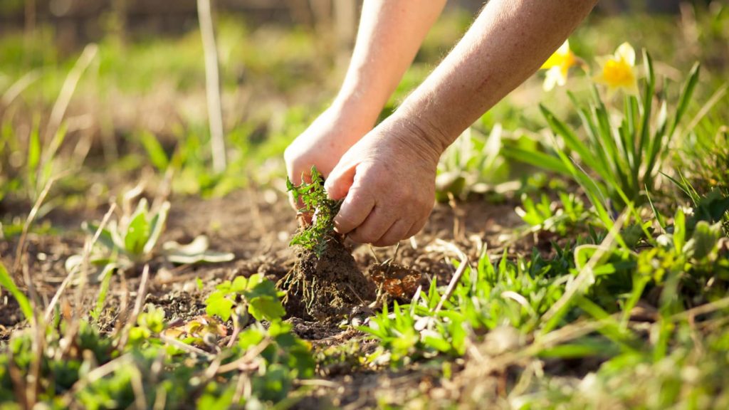 Pulling Weeds From Ground Lawn In Summer