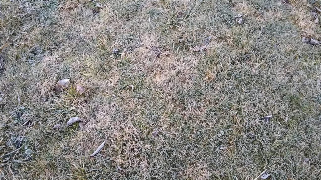 Weeds In The Winter