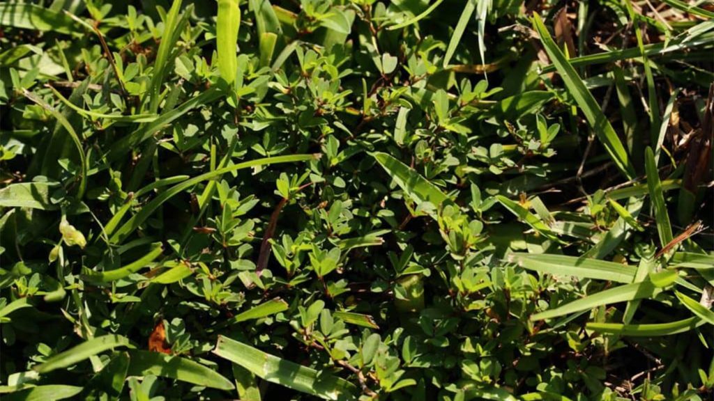 Knotweed Control