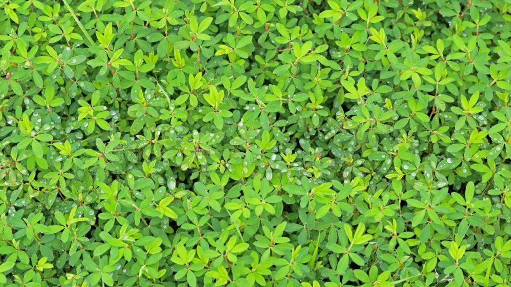 Lespedeza Weed Close Up