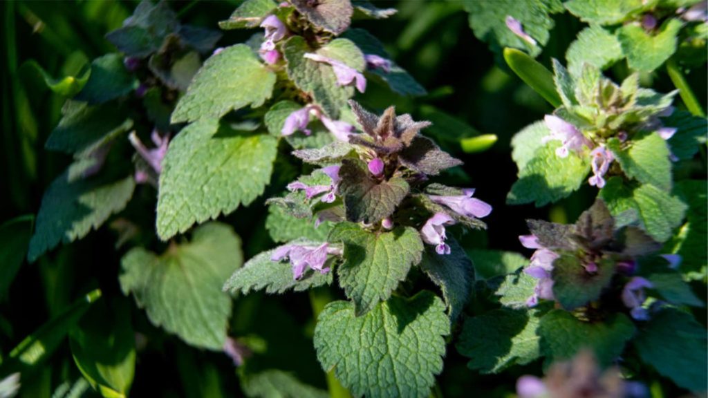 Purple Deadnettle Weed Close Up