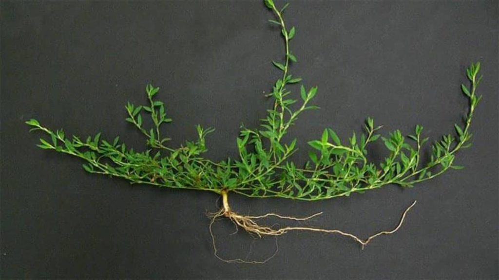 Prostrate Knotweed Single On Surface