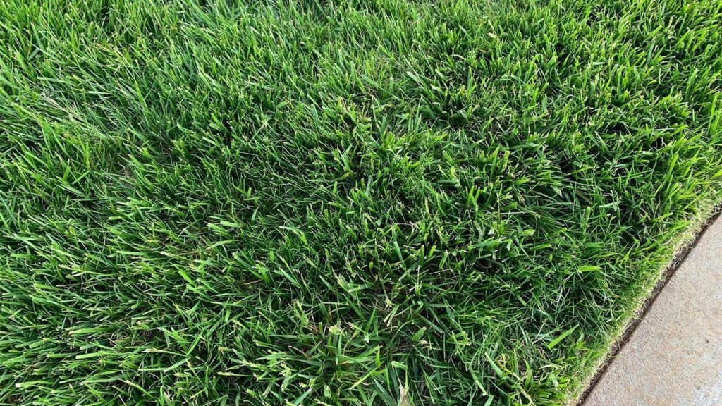 Mowing Fescue Grass