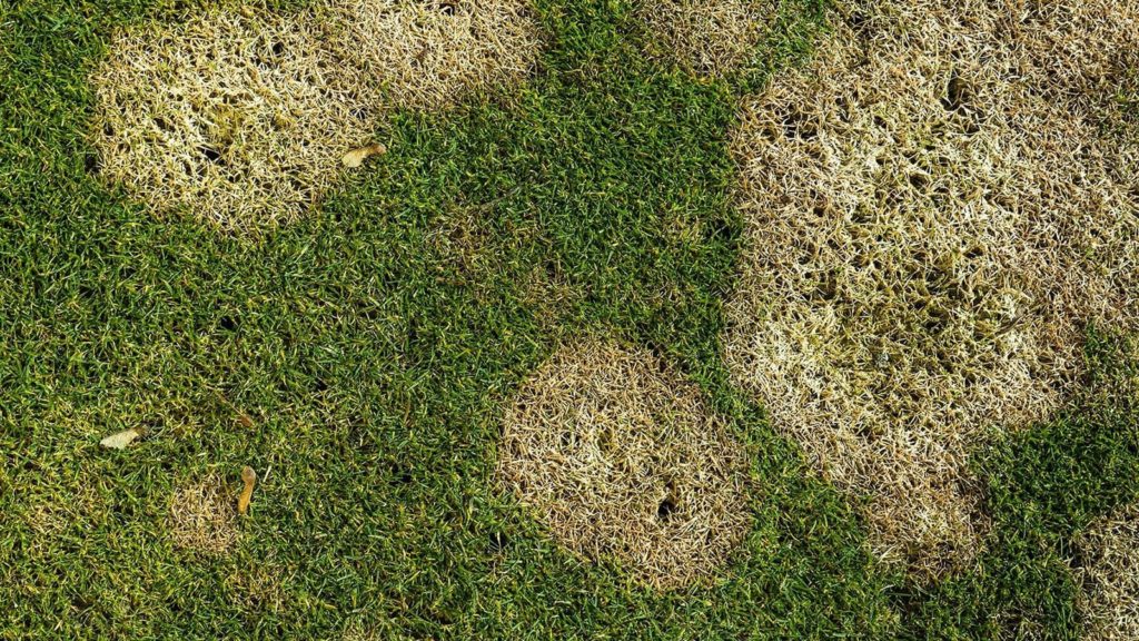Dollar Spot In Home Lawn