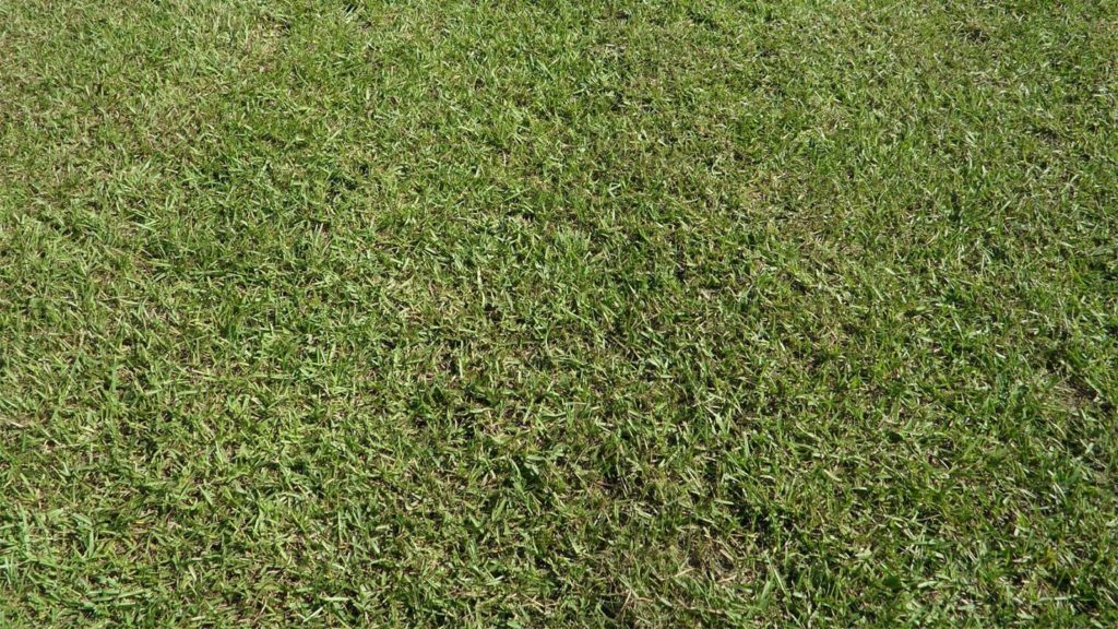 Centipede Grass Top View