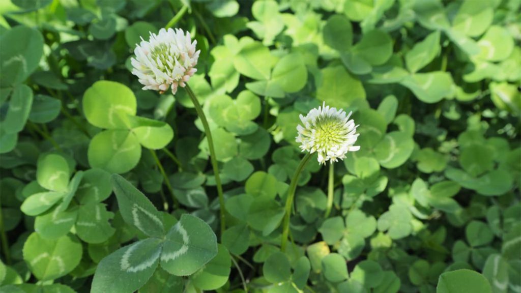 clover weed close up in grass