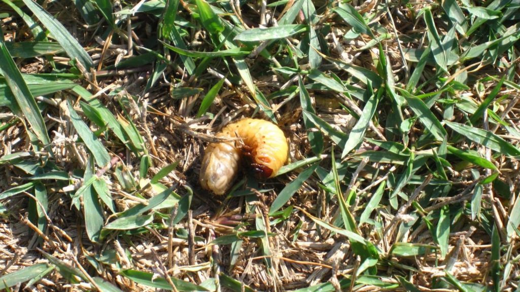 Insect Control In Your Zoysia Lawn Grub Worm