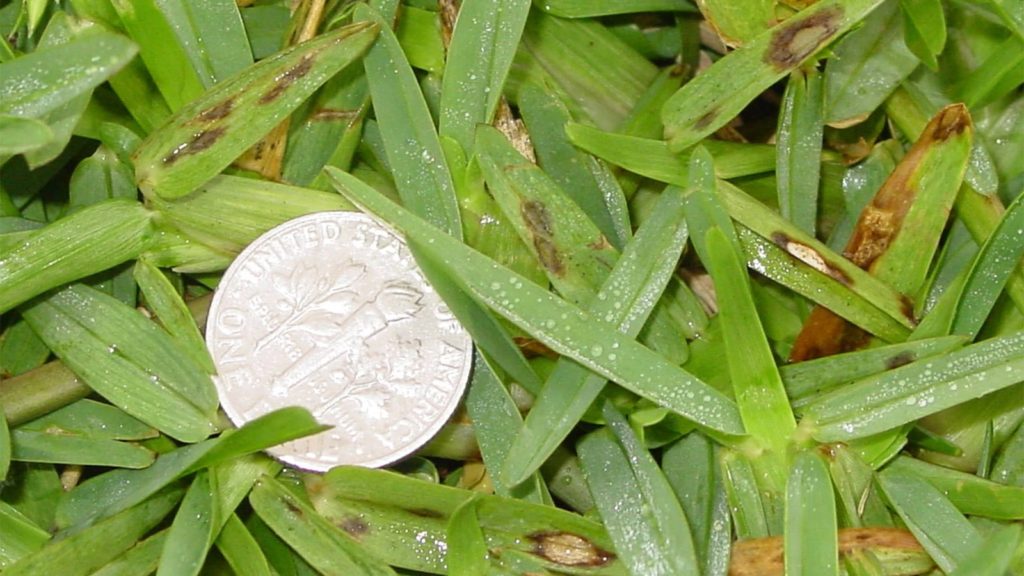 Grey Leaf In St Augustine Grass