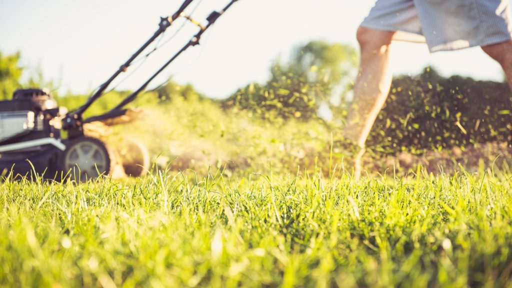Side Angle Of Man Pushing Lawn Mower Grass In Summer