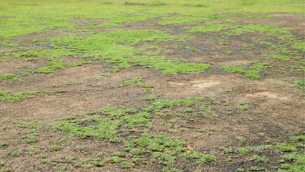 Compact Soils Lawn