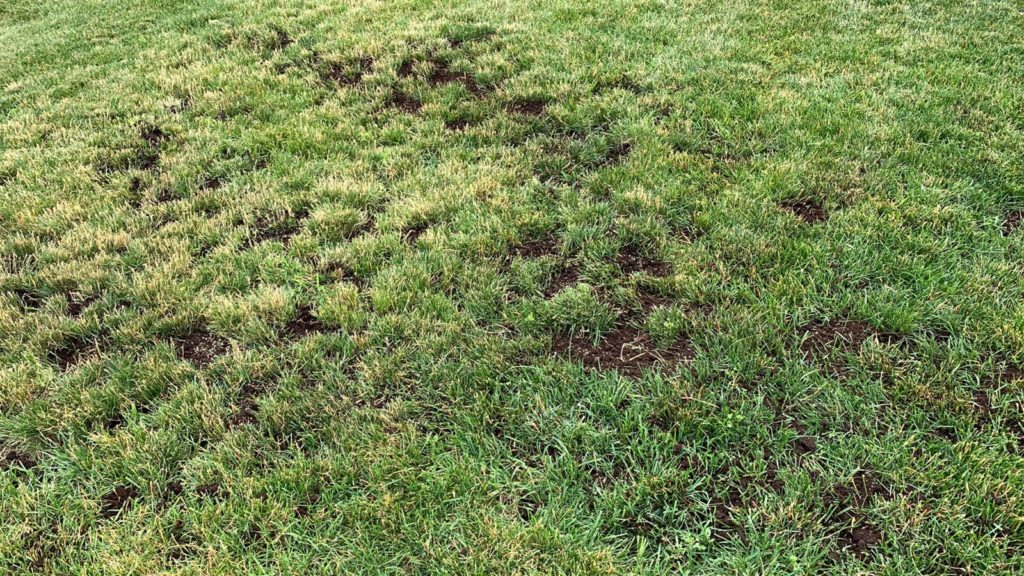 Fertilizing Lawn Topsoil
