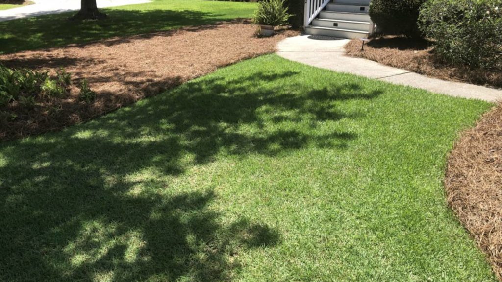 Home Lawn One Month After Top Soil Applied