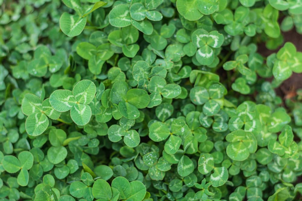 Clover