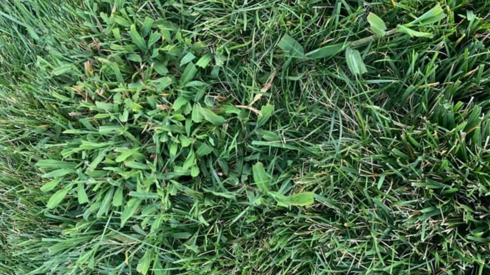 crabgrass weed in grass