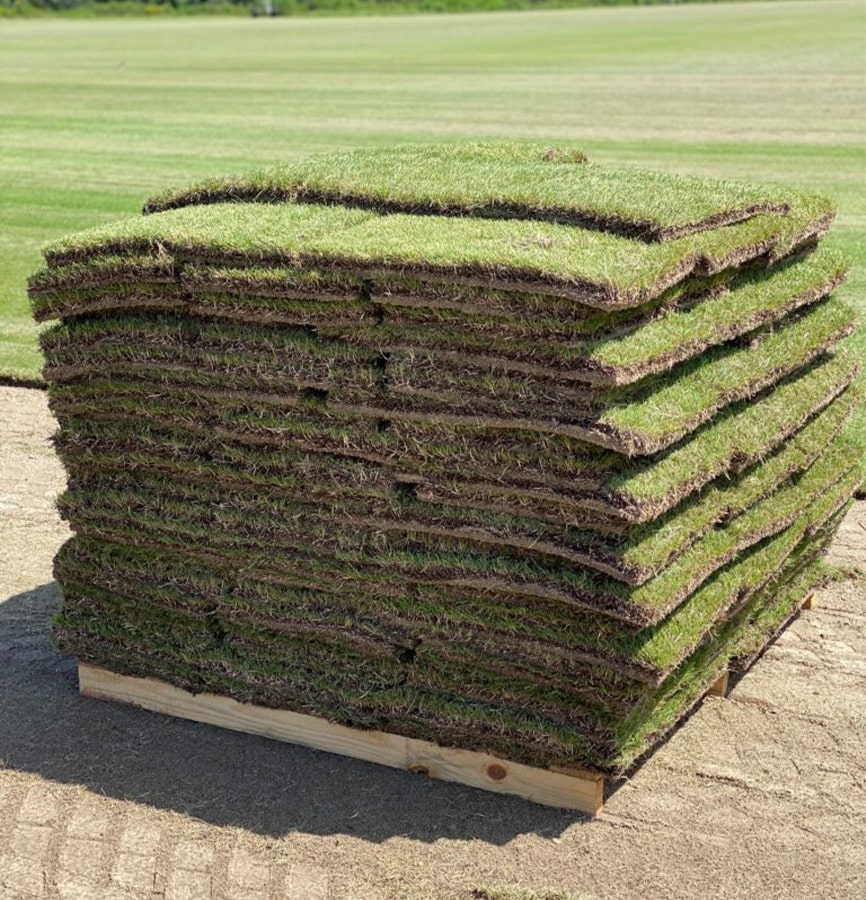 Zeon Zoysia Color Deep Green Min