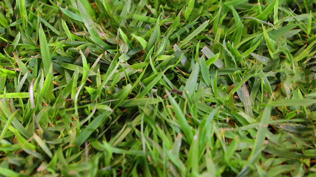 Empire Zoysia Blade Width And Texture