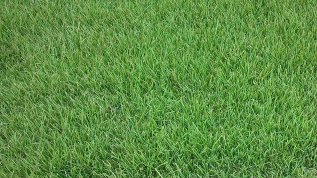 Palisades Zoysia Color Light Green