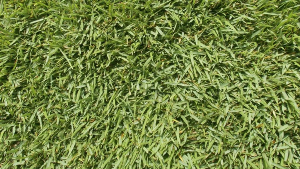 Meyer Zoysia Color Emerald Green