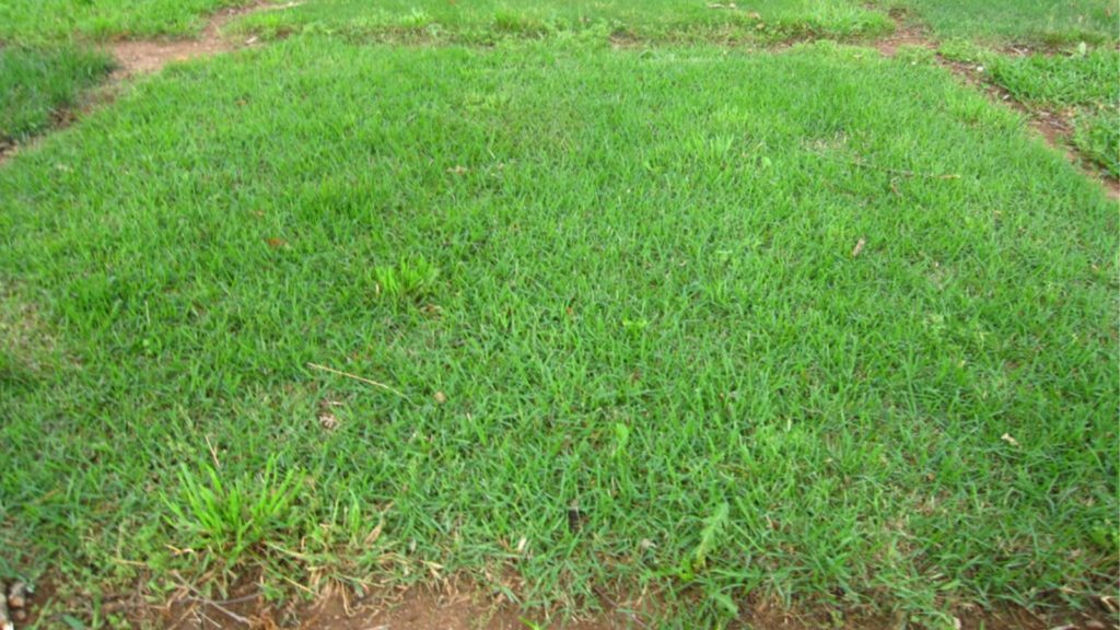 El Toro Zoysia Color Dark Green
