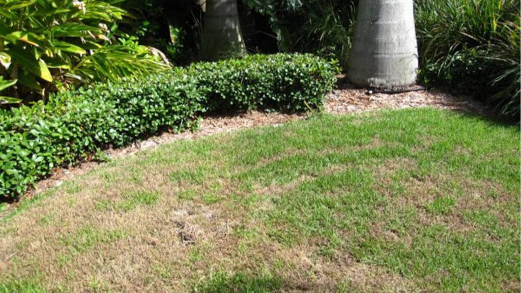 Billbug Damaged Lawn Grass