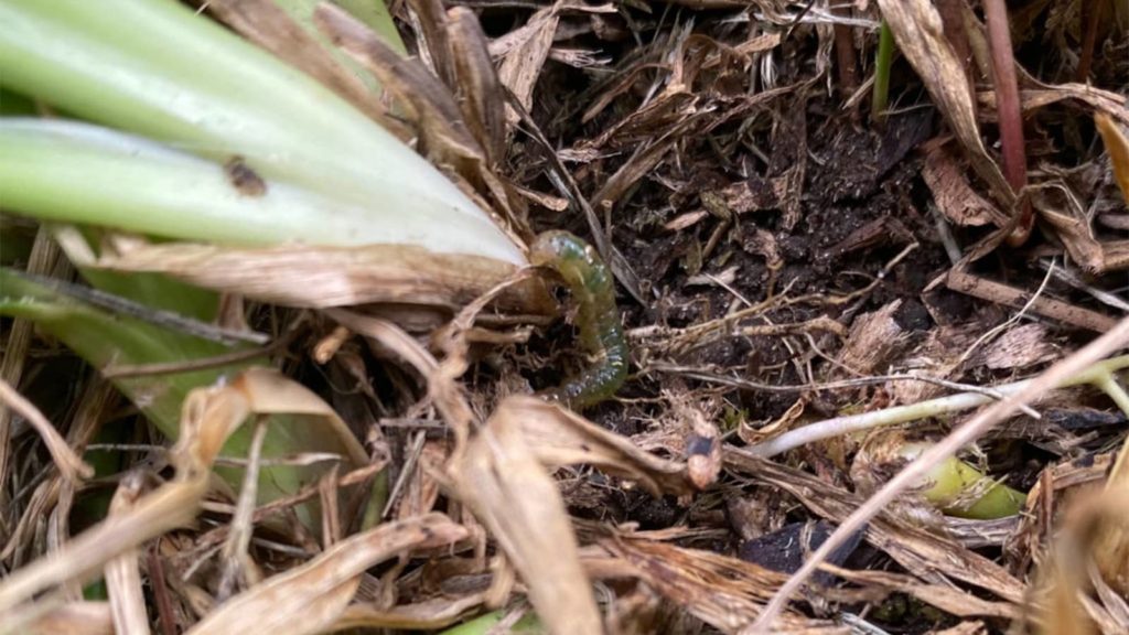 Sod Webworm In Home Lawn Close Up