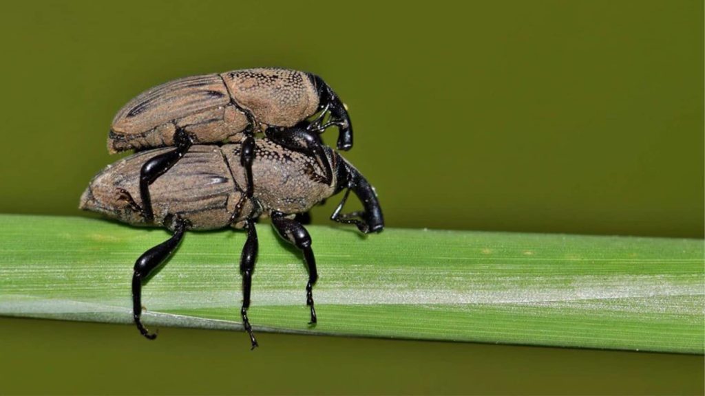Billbugs Close Up