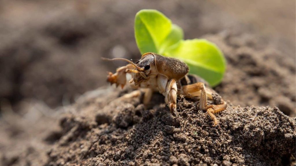 Mole Cricket Close Up Dirt