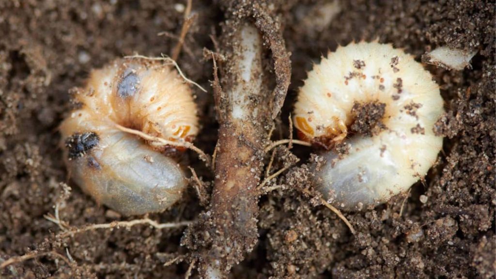 Two White Grub Worms