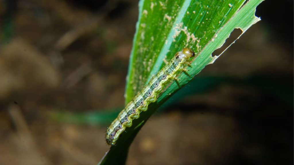 Fall Armyworm Close Up