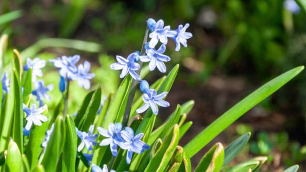 Plant Plugs In The Spring