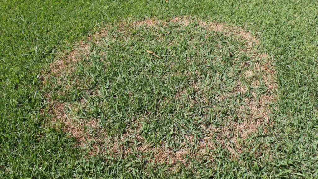 Disease Damage Grass