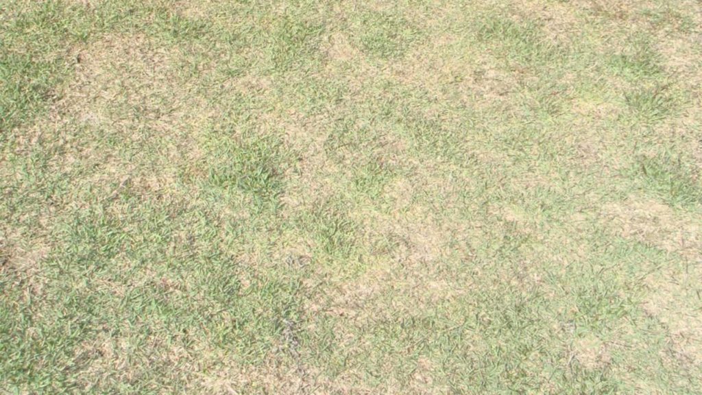 Drought Damaged Grass
