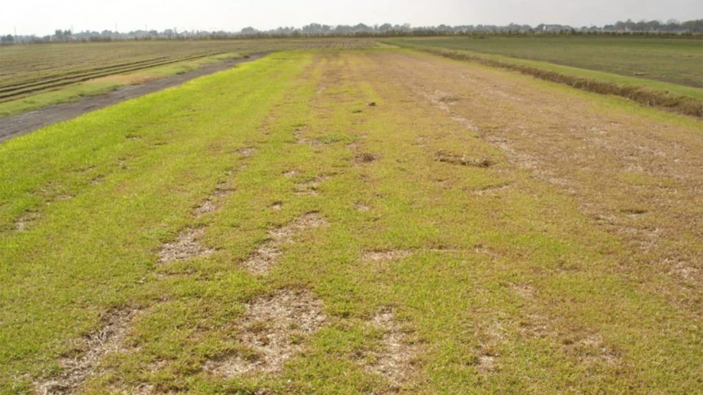 Chinch Bug Damaged Grass