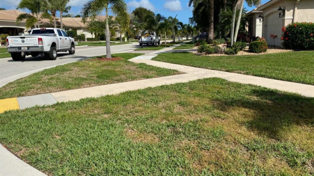 Floratam St. Augustine Lawn Affected By LVN In Florida