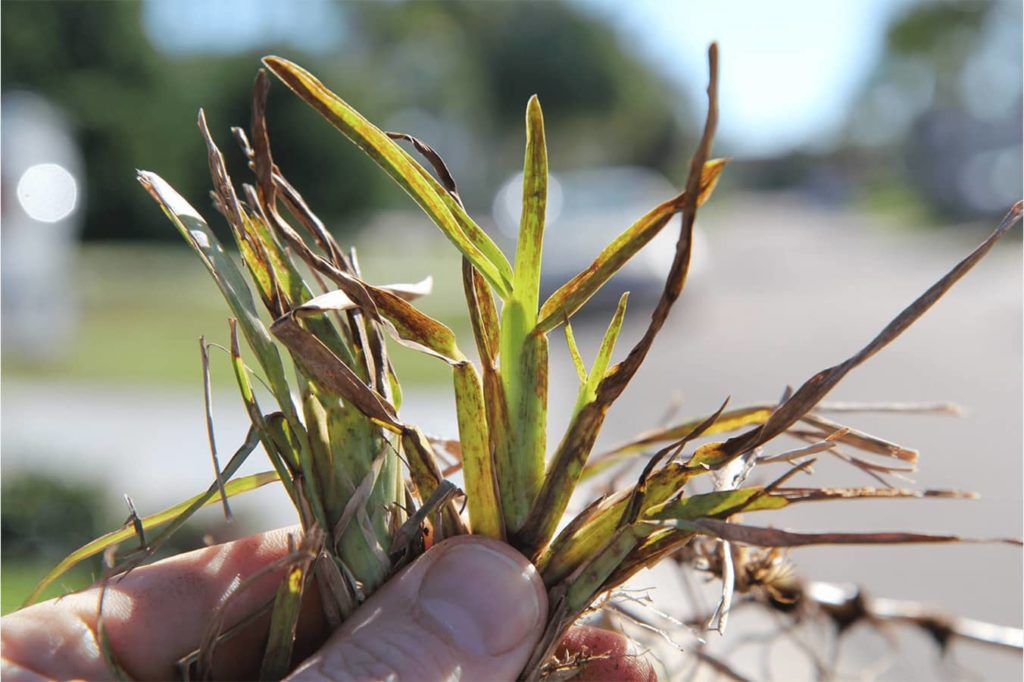 Lethal Viral Necrosis Floratam St Augustine Grass