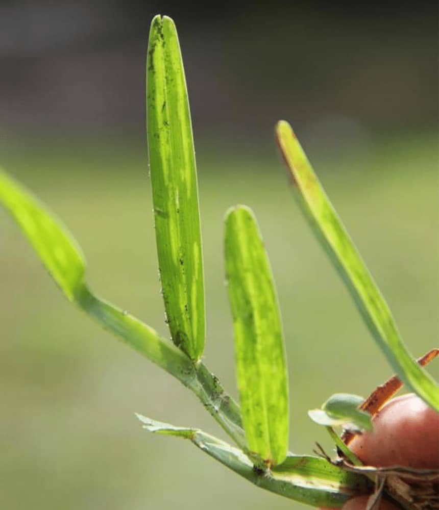 Sugarcane Mosaic Virus St Augustine Close Up