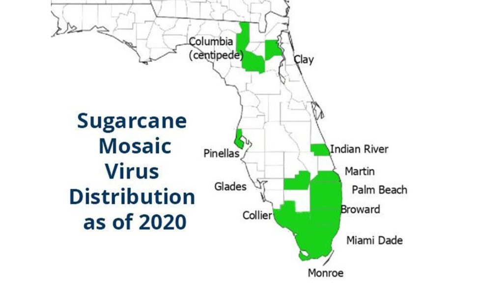 Sugar Cane Mosaic Virus Distribution As Of 2020