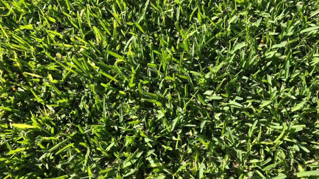 Floratam St Augustine Grass Close Up Top View