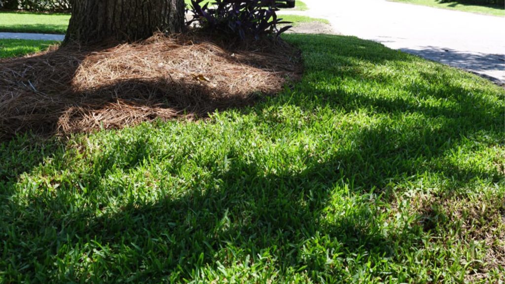 Palmetto St Augustine Grass Shade Lawn