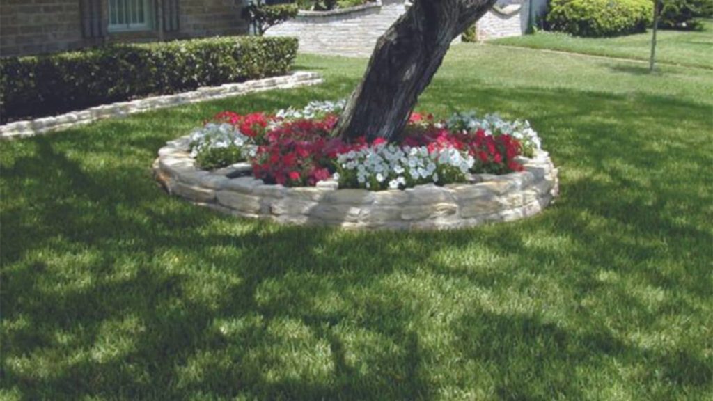 Palmetto St Augustine Shade Tolerance Lawn