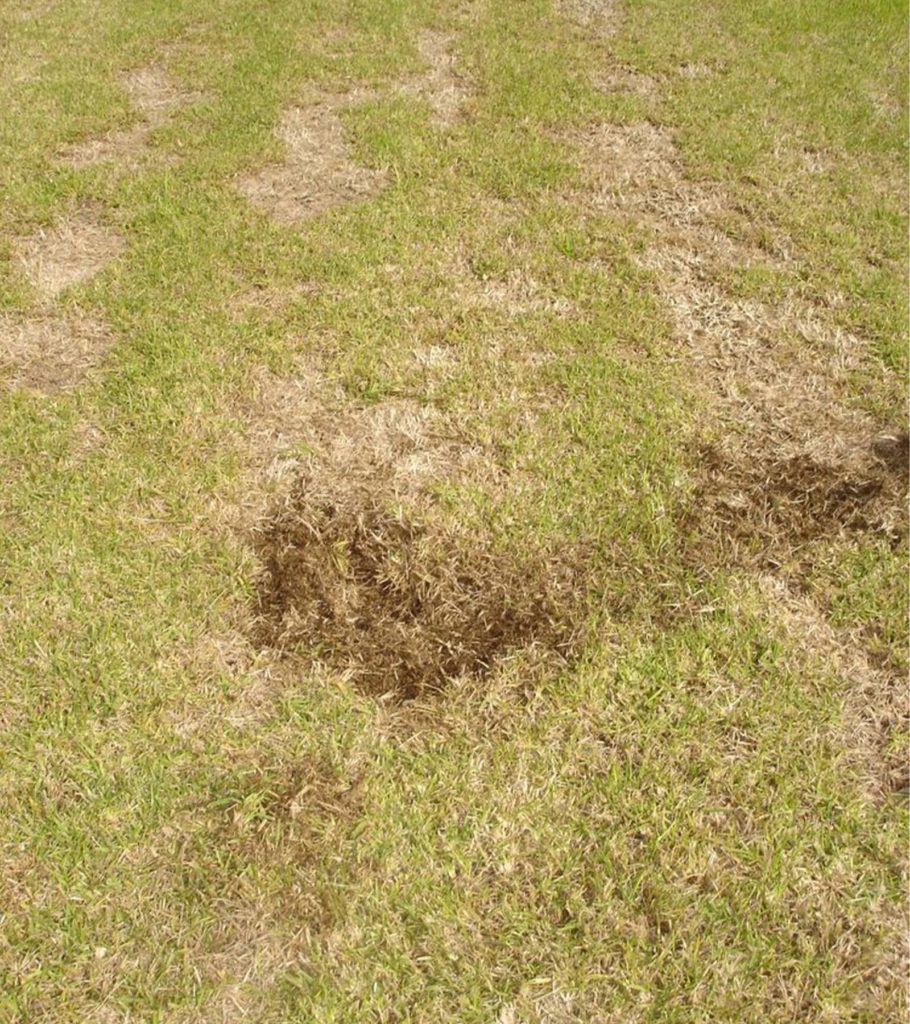 Chinch Bug Lawn Damage Infestation