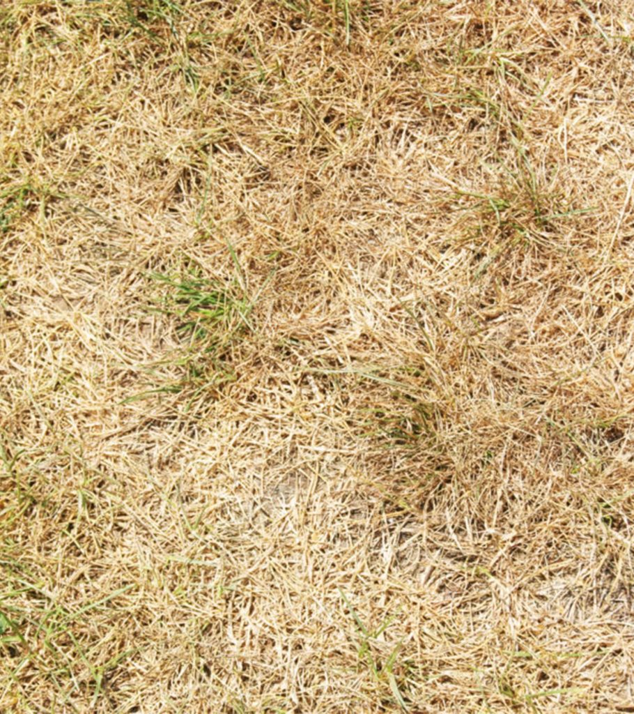 Drought Damage Lawn