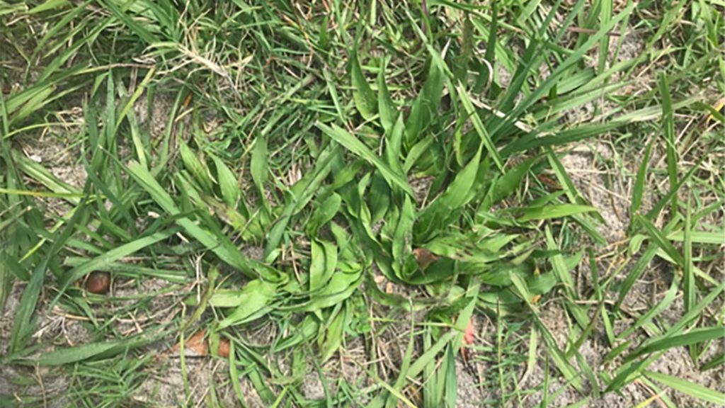 Crabgrass Control Florida Close Up