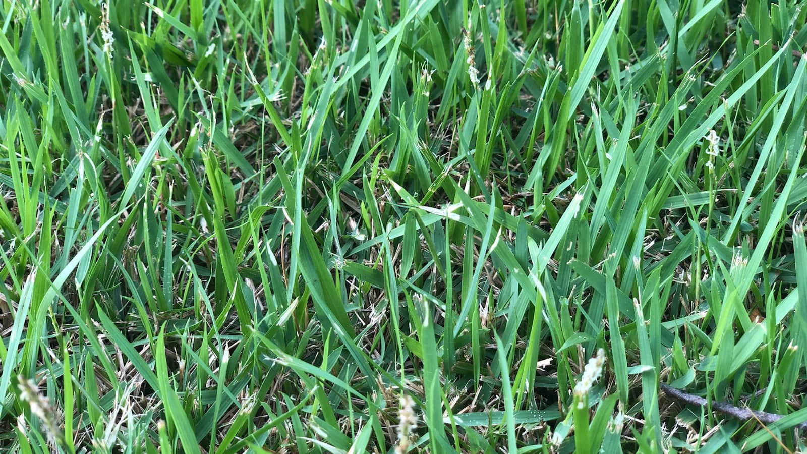Notched Grass From Infestation