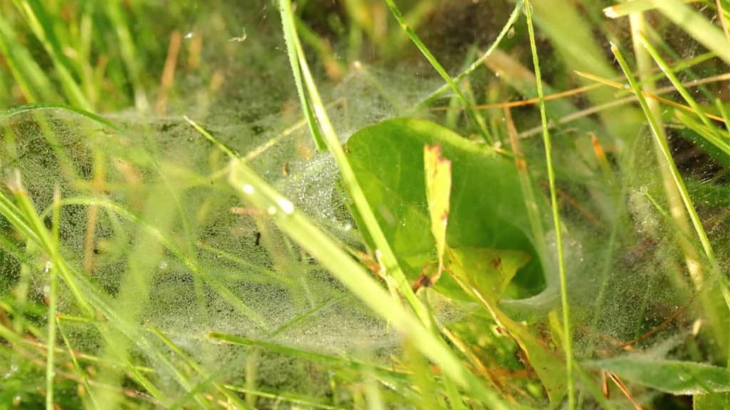 Sod Webworm Grass Infestation Web Close Up