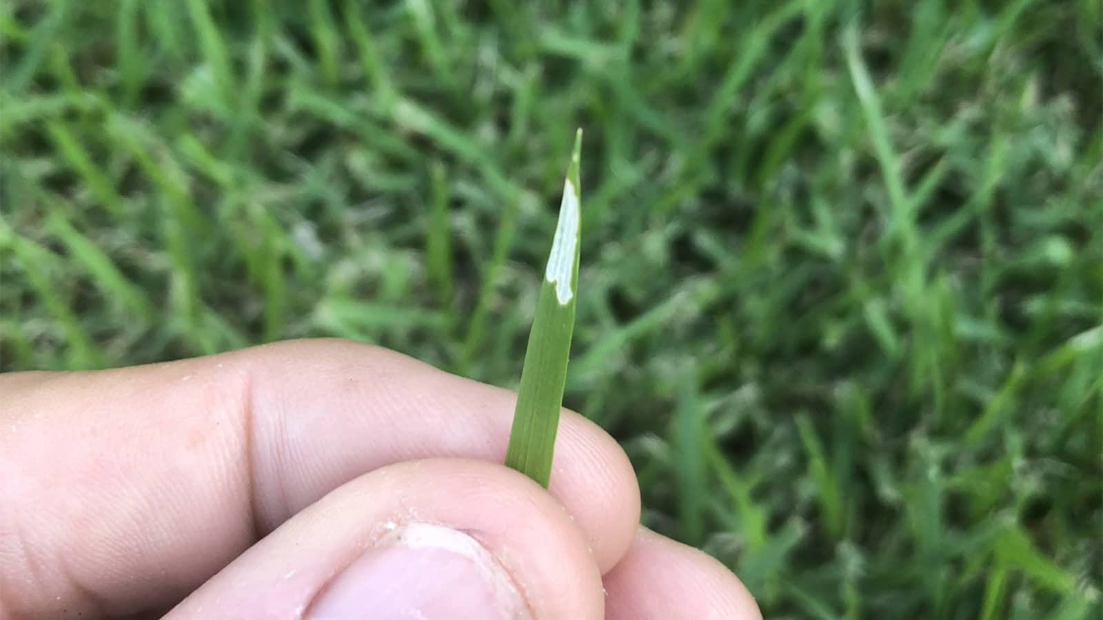 Grass Blade Skeletonized By Sod Webworms