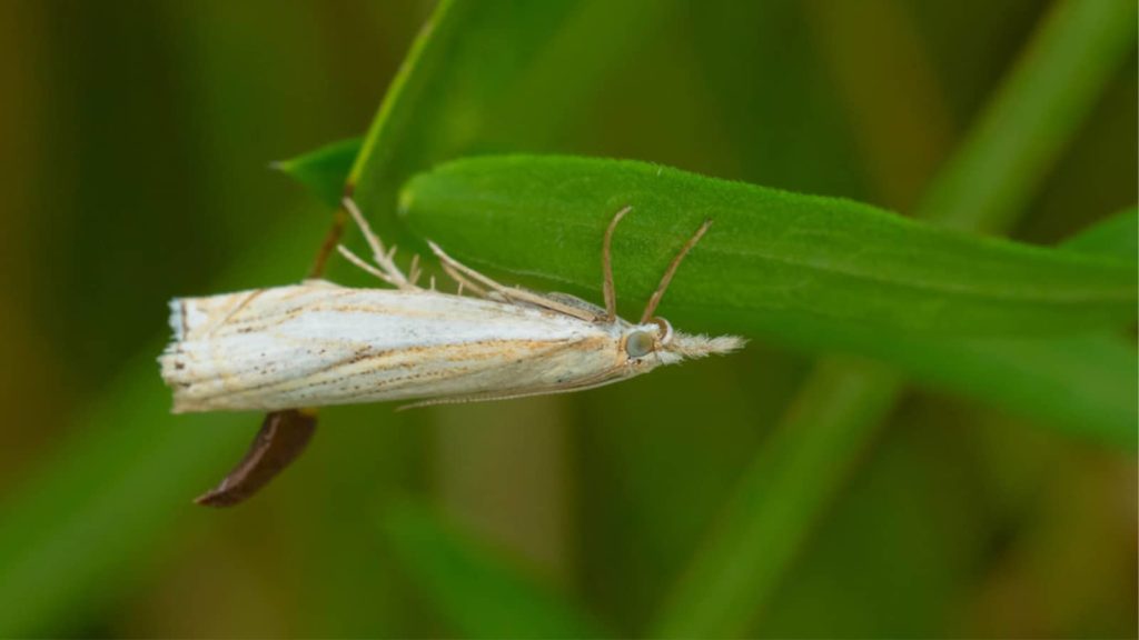 Sod Webworm Adult Moth Crambus